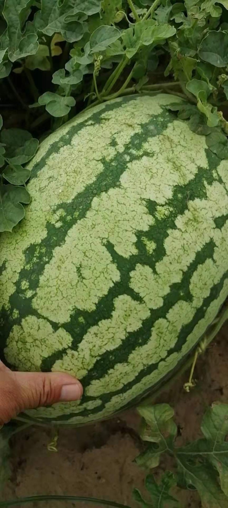 金城五西瓜万荣县的大西瓜