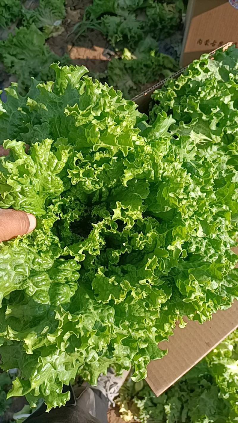 【热卖】银川散叶生菜产地直发新鲜直达可视频看货
