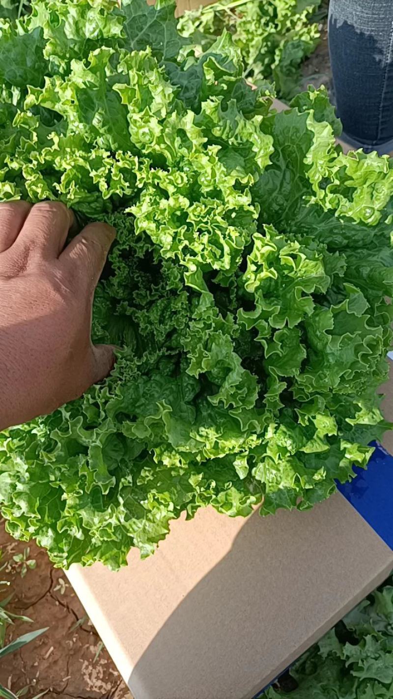 【热卖】银川散叶生菜产地直发新鲜直达可视频看货