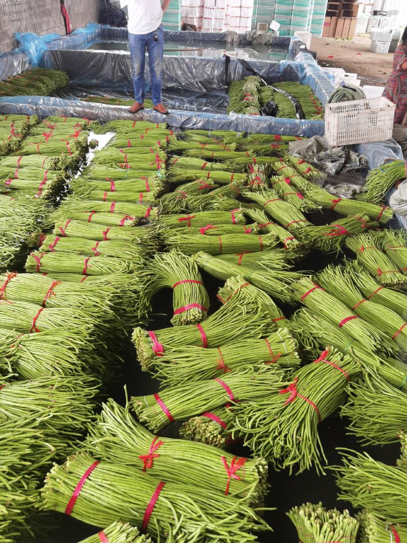 长豆角基地代办，豇豆，兰陵长豆角豇豆绿条豆角