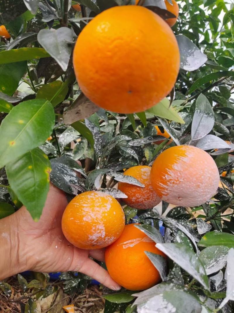 茂谷柑树苗，清明前后上市，无籽薄皮多汁新特品种极