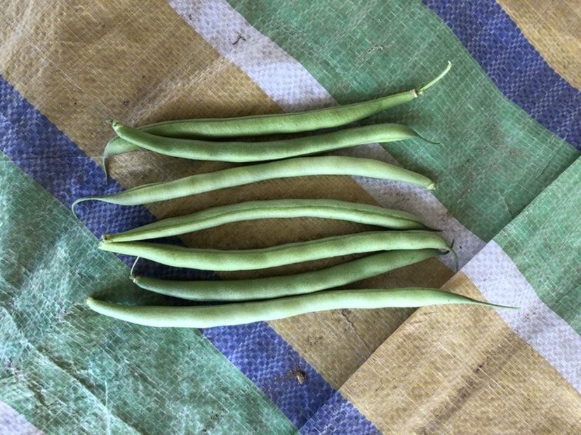 扁豆绿豆汤与健康人群插图