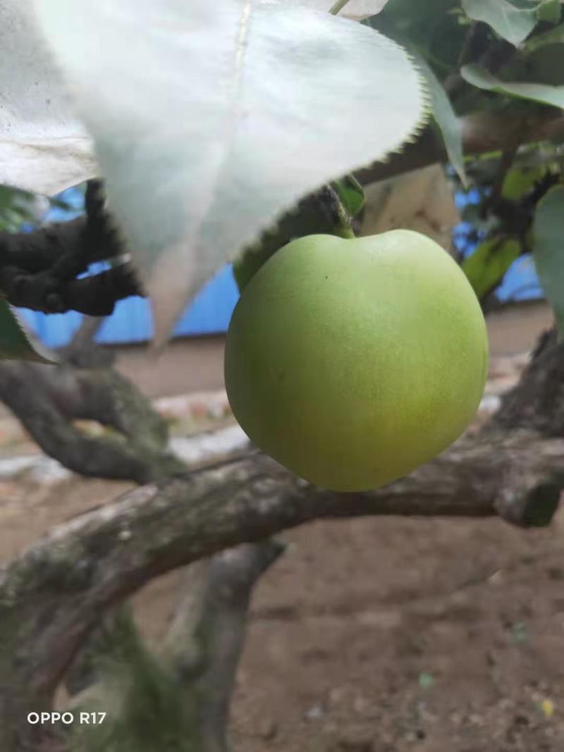绿宝石梨