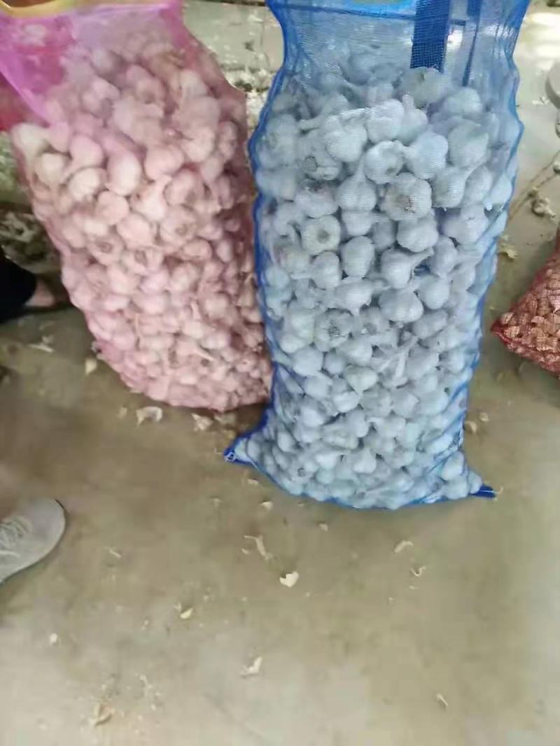 山东临沂四六瓣大蒜，大量上市，全国发货，可视频看货