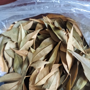 中药材天，天竺子叶
