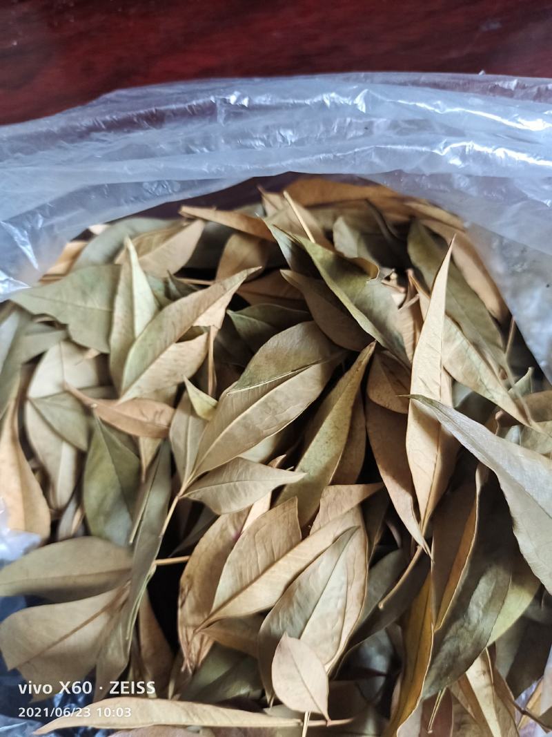 中药材天，天竺子叶