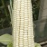 鲜玉米（山东聊城莘县春季鲜玉米、万糯系列）
