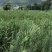 新鲜茭白、蔬菜批发