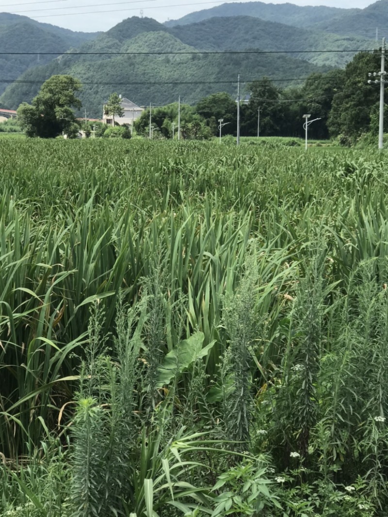 新鲜茭白、蔬菜批发