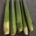 新鲜茭白、蔬菜批发