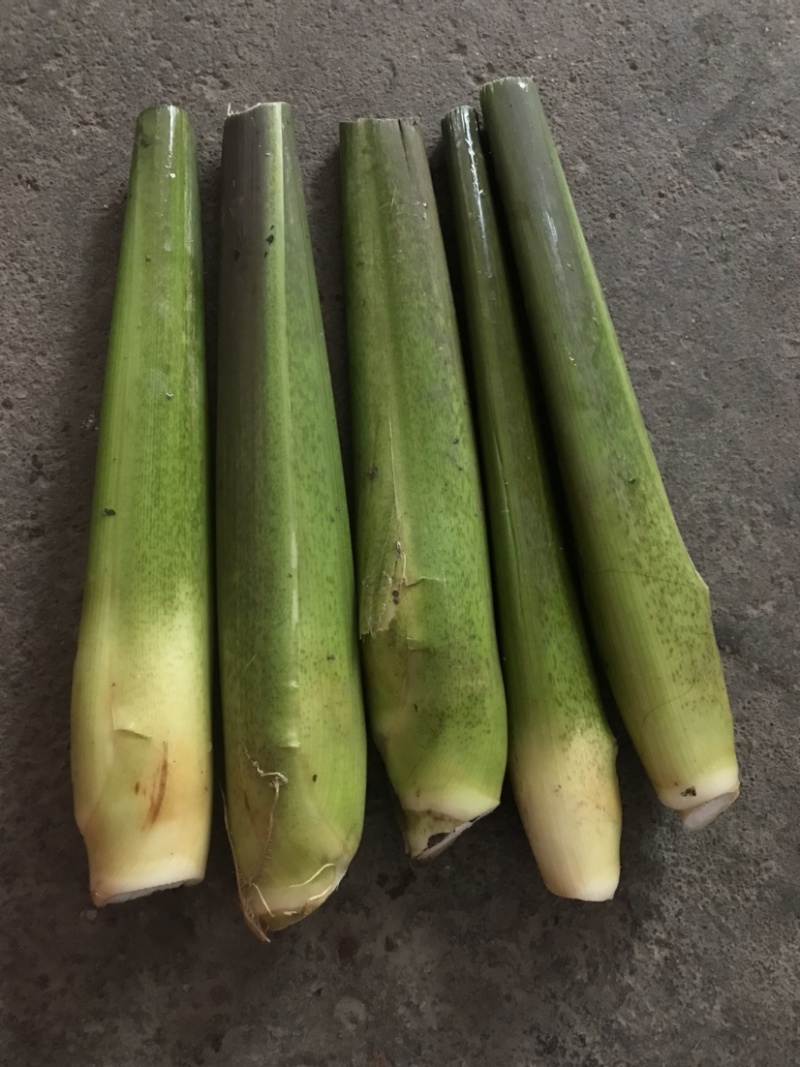 新鲜茭白、蔬菜批发