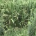 新鲜茭白、蔬菜批发