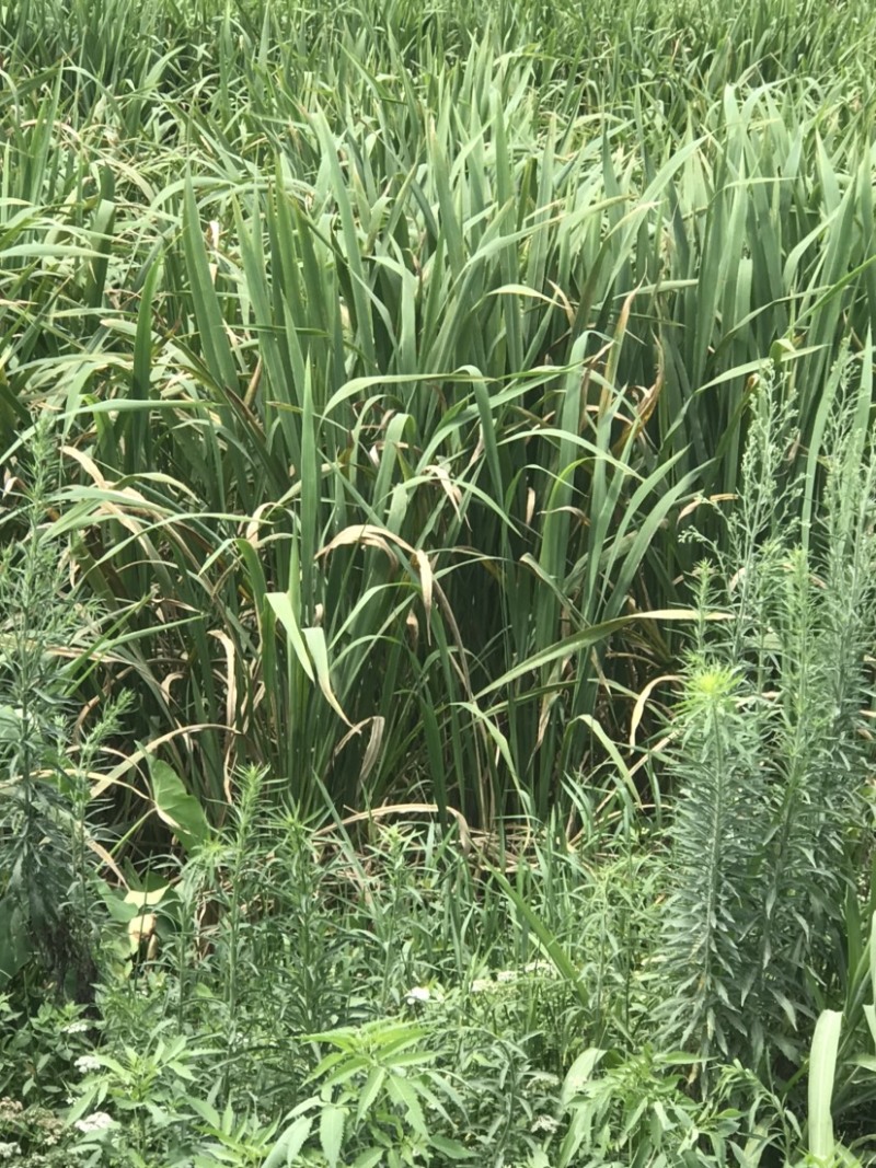 新鲜茭白、蔬菜批发