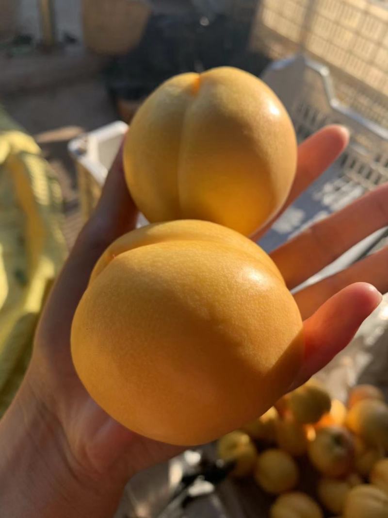 黄金油桃