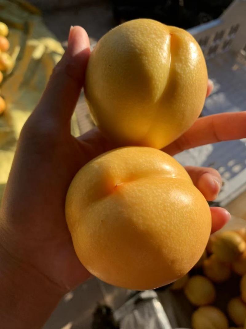 黄金油桃