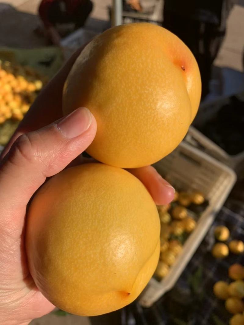 黄金油桃