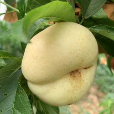 奶油蟠桃