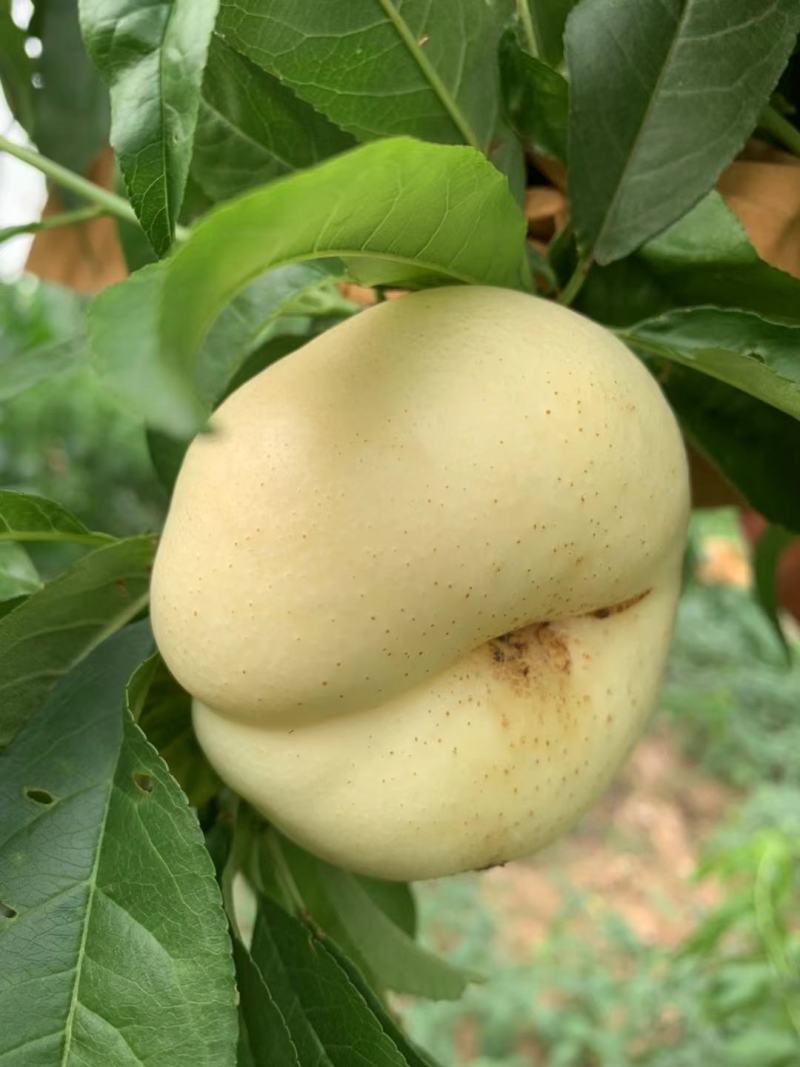 奶油蟠桃
