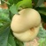 奶油蟠桃