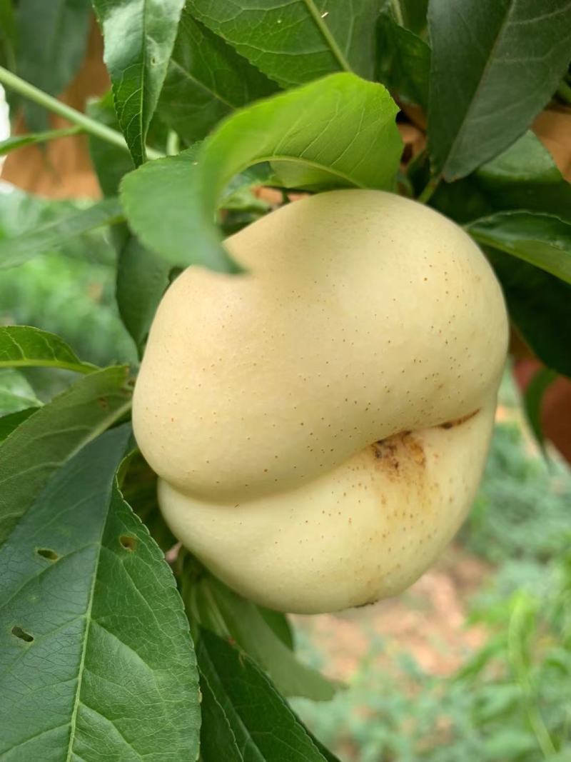 奶油蟠桃