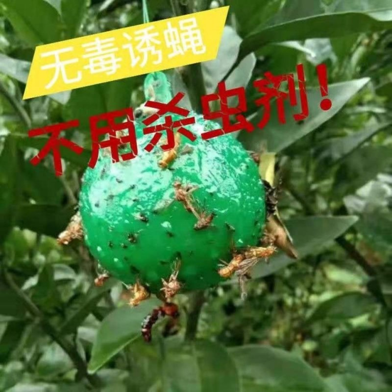 诱捕器〈包邮）粘虫球诱粘球果蝇诱粘器果蝇球诱粘球诱蝇球