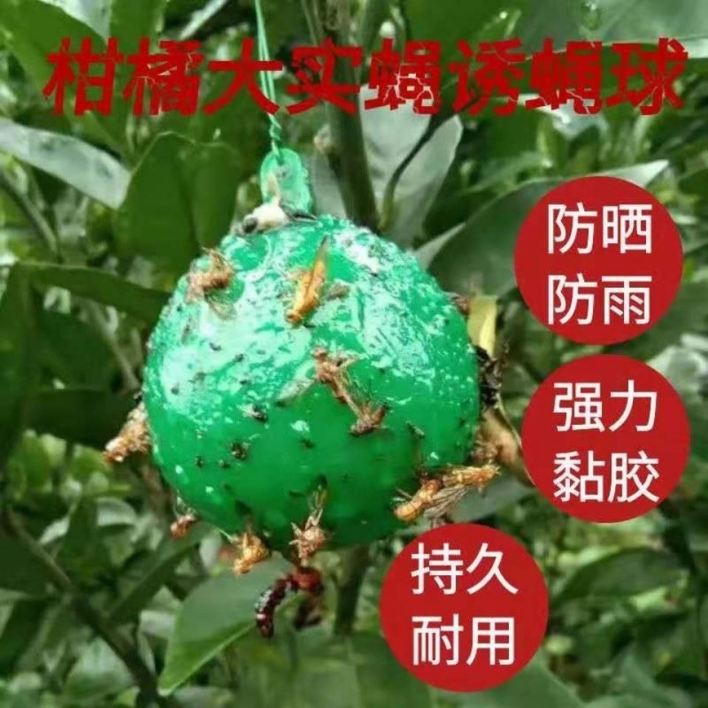 诱捕器〈包邮）粘虫球诱粘球果蝇诱粘器果蝇球诱粘球诱蝇球