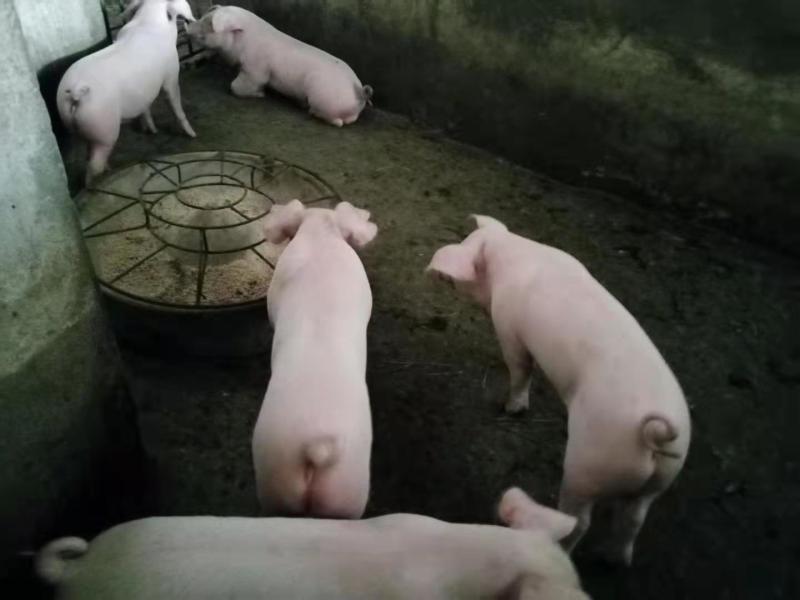 公司加农户合作共养共赢的原则，严格管控，防疫到位，双阴性