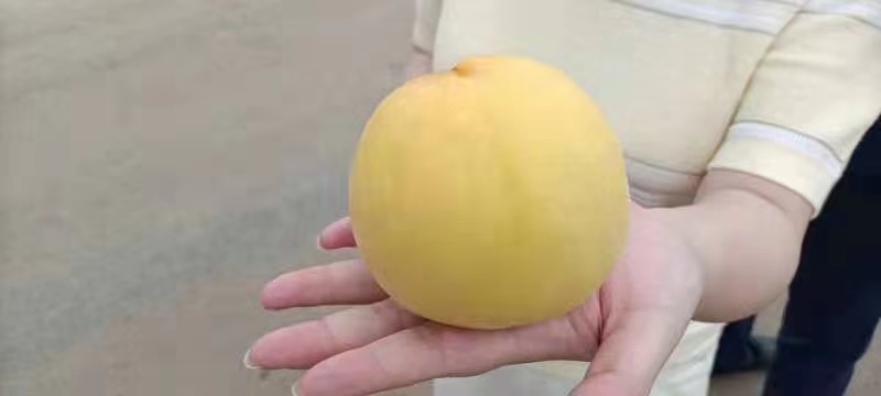 黄桃大量有货，糖度高，支持电商平台对接！一件代发