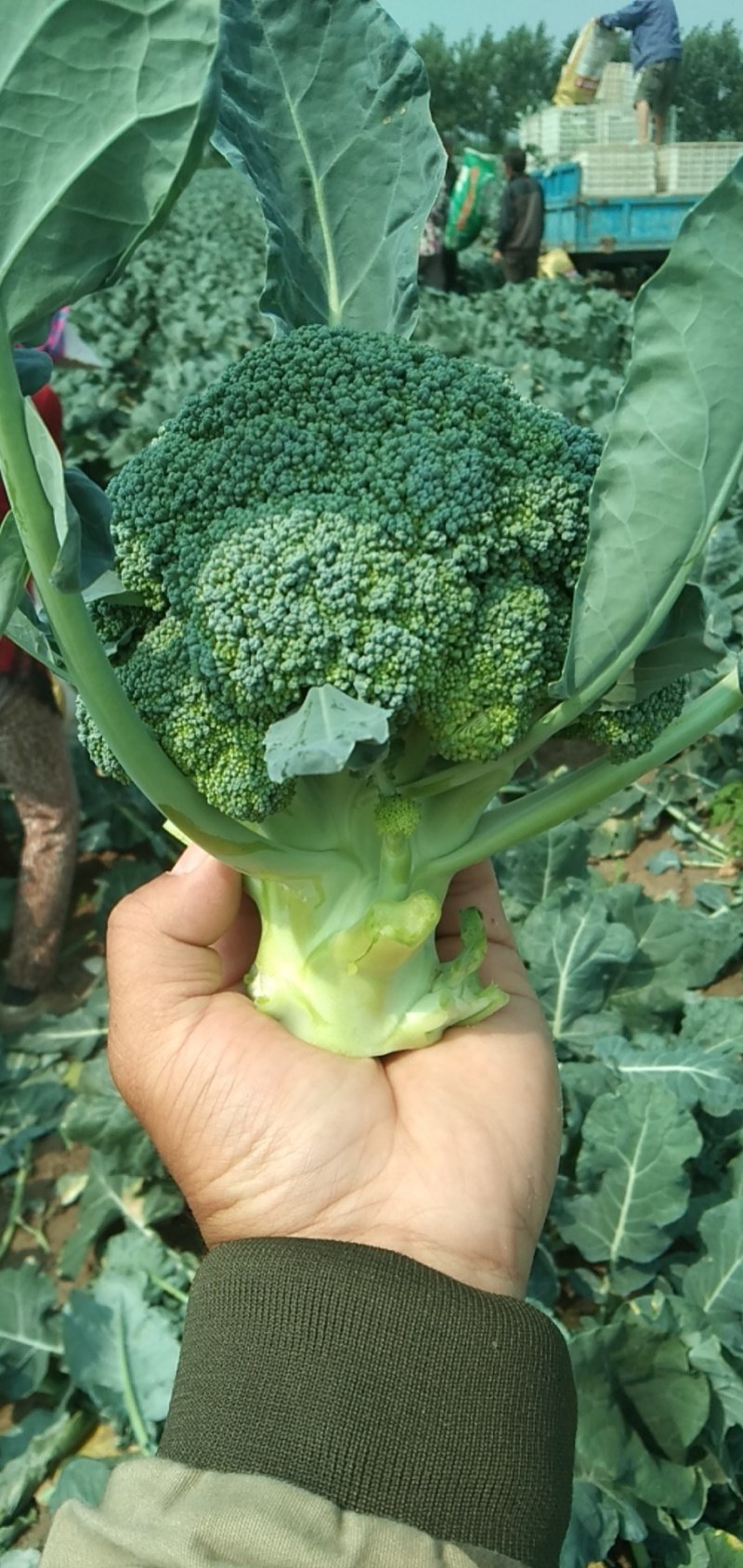 《精品》西兰花，产地直供，大量出货。欢迎前来咨询考察。