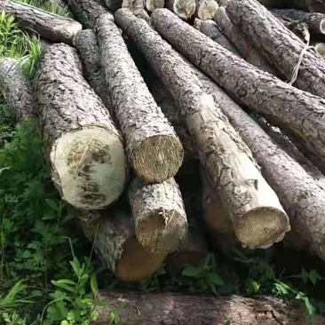 原木