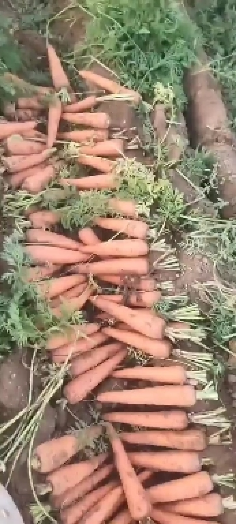 三红萝卜，量大，装车快