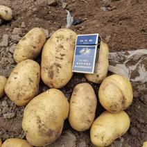 土豆，荷兰十五。量大，基地货