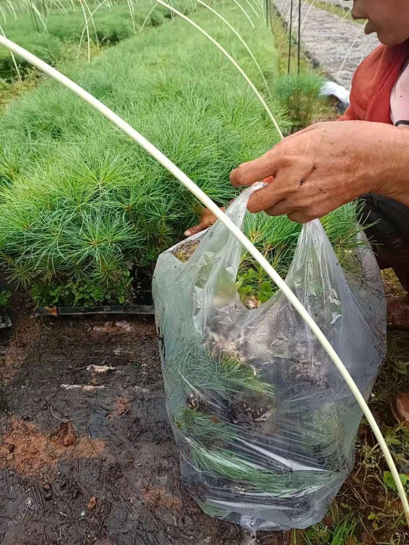 华山松苗，华山松轻机制袋苗，一手货源，欢迎考察了解。