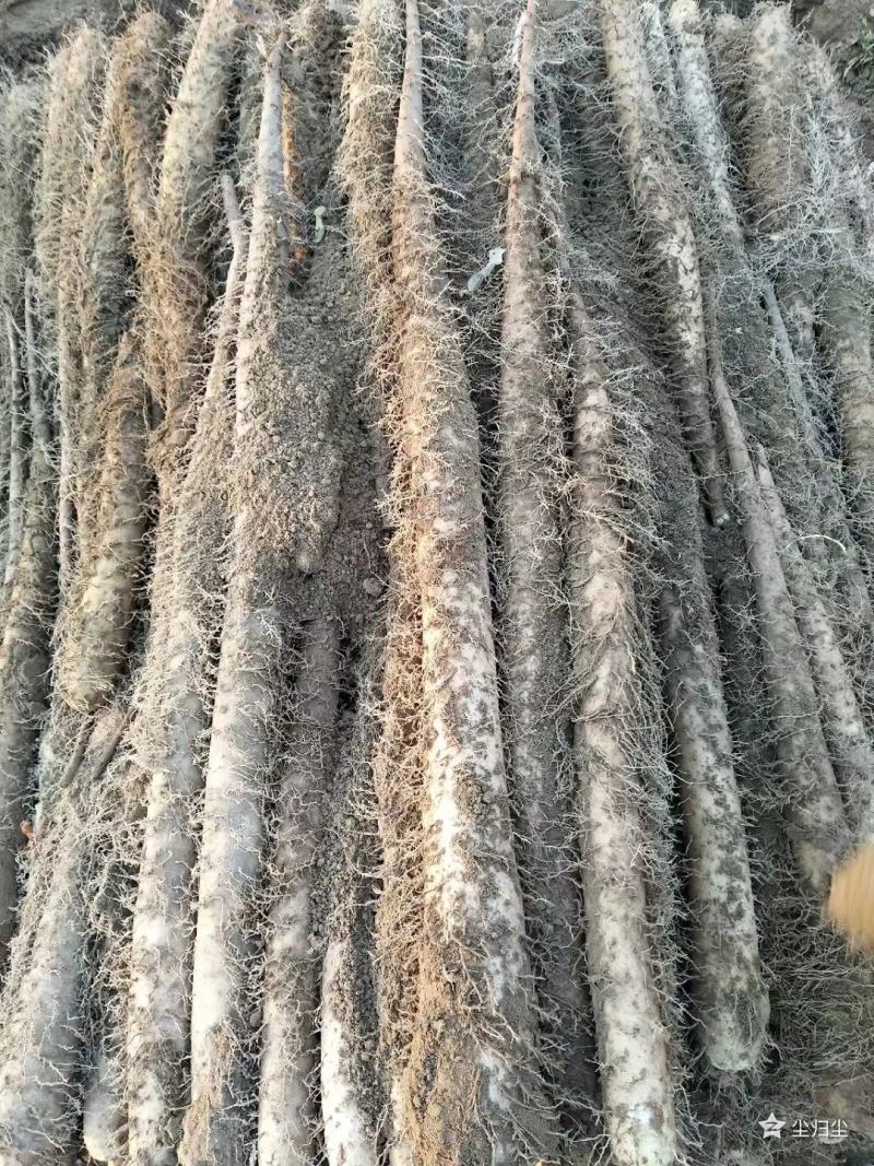 白玉山药