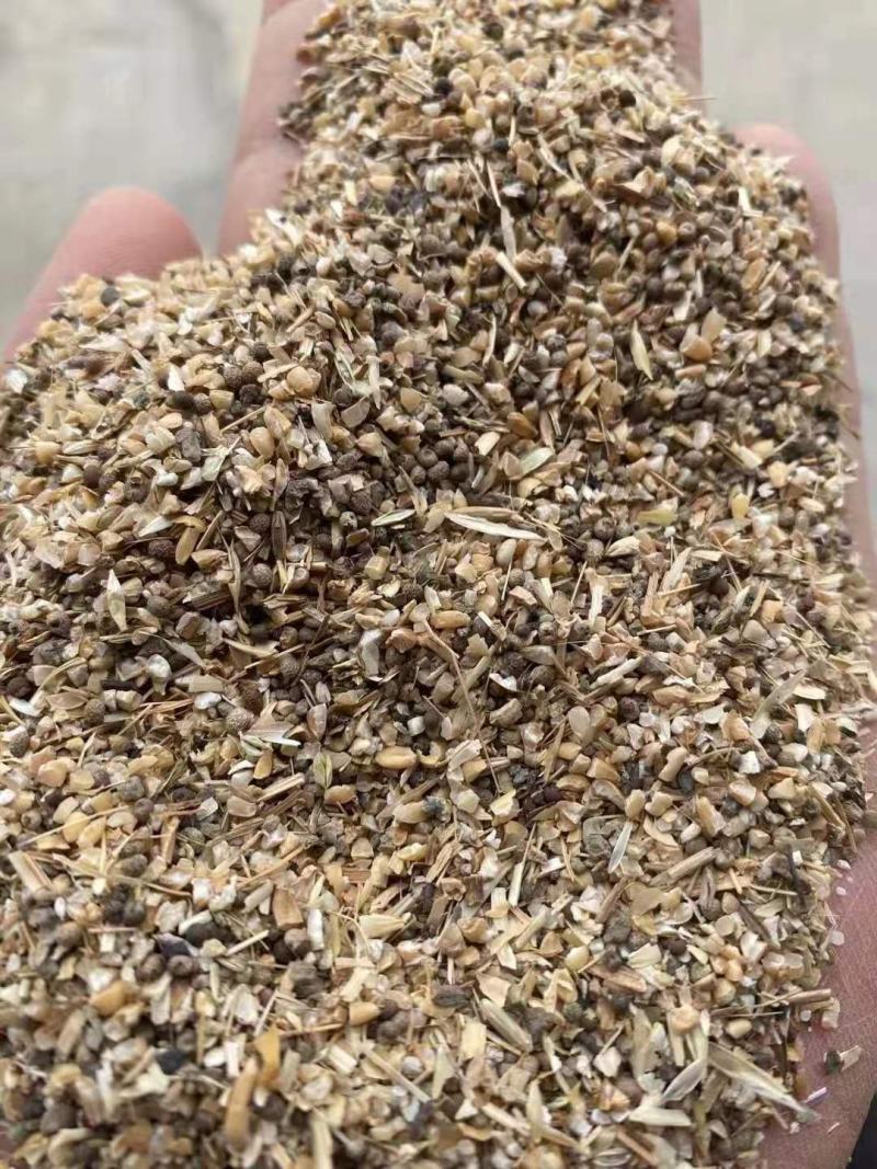 长期供应草籽麦猪牛羊饲料，草籽麦