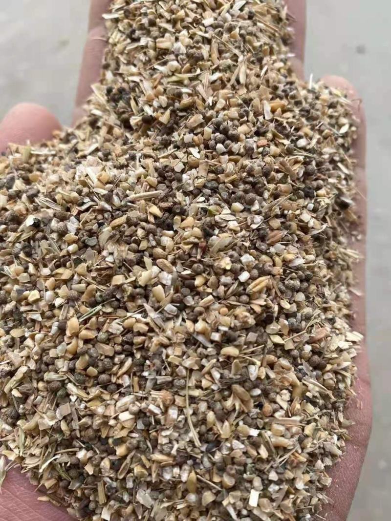 长期供应草籽麦猪牛羊饲料，草籽麦