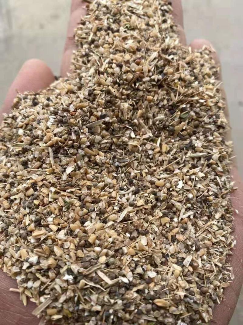 长期供应草籽麦猪牛羊饲料，草籽麦