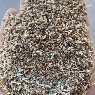 长期供应草籽麦猪牛羊饲料，草籽麦