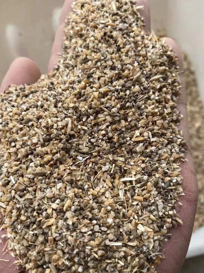 长期供应草籽麦猪牛羊饲料，草籽麦