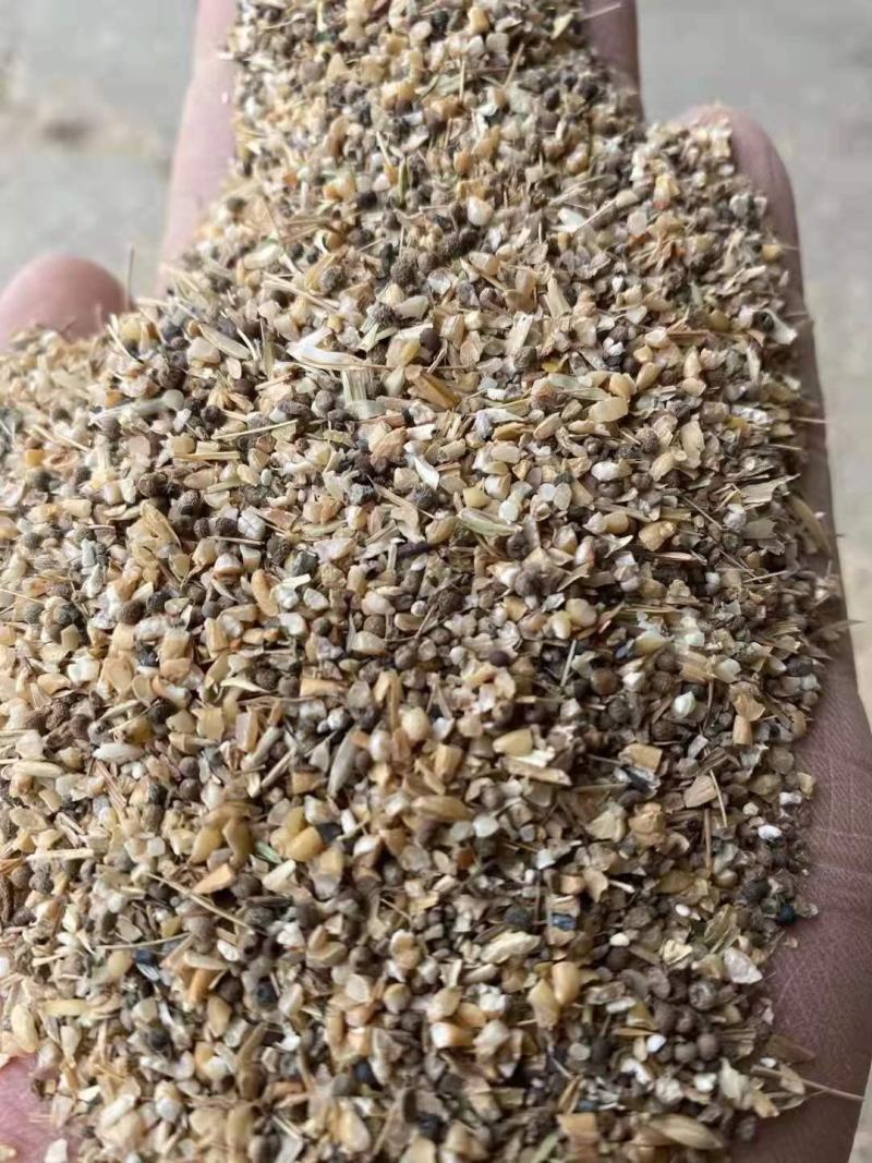 长期供应草籽麦猪牛羊饲料，草籽麦