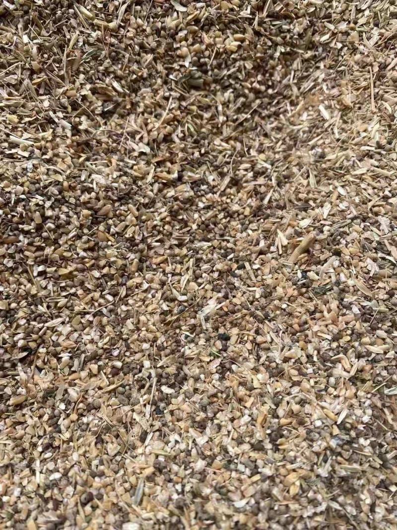 长期供应草籽麦猪牛羊饲料，草籽麦