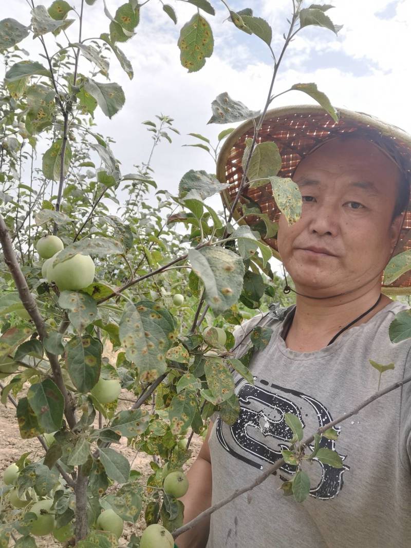 核桃成品苗