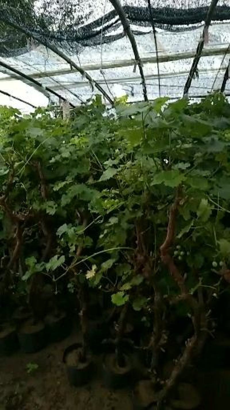 葡萄树