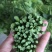 易农果蔬精品树仔菜天禄香泰国枸杞益肝菜