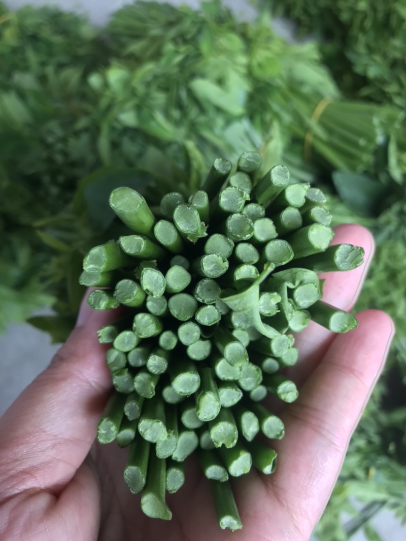 易农果蔬精品树仔菜天禄香泰国枸杞益肝菜