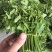 易农果蔬精品树仔菜天禄香泰国枸杞益肝菜