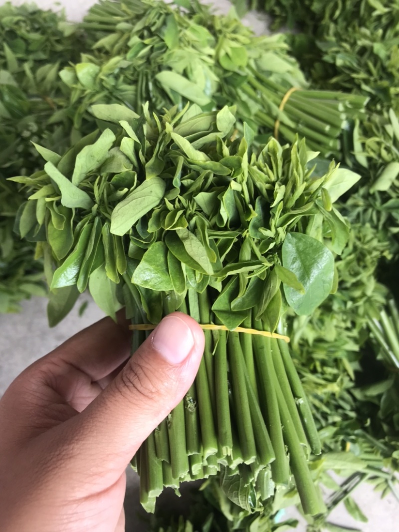 易农果蔬精品树仔菜天禄香泰国枸杞益肝菜