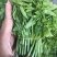 易农果蔬精品树仔菜天禄香泰国枸杞益肝菜