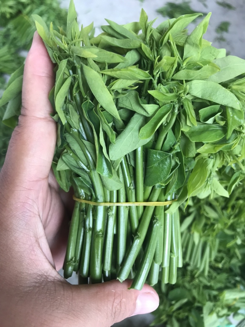 易农果蔬精品树仔菜天禄香泰国枸杞益肝菜