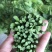 易农果蔬精品树仔菜天禄香泰国枸杞益肝菜